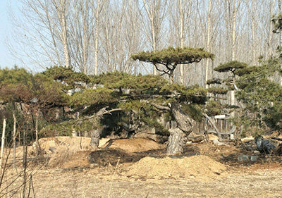 多方面多角度分析造型黑松價(jià)格形式