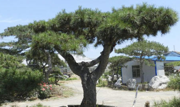 大型古松基地：大型古松種植時(shí)哪些問(wèn)題需注意？