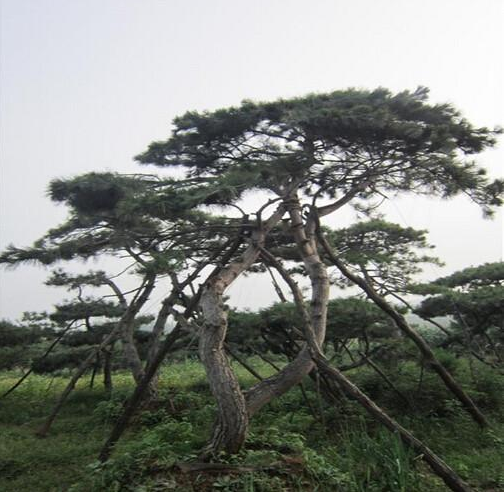 造型油松價格