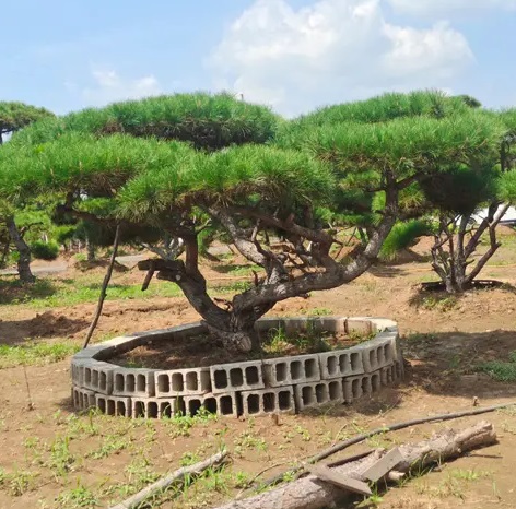 萊蕪造型松栽植之后應(yīng)該如何管理？