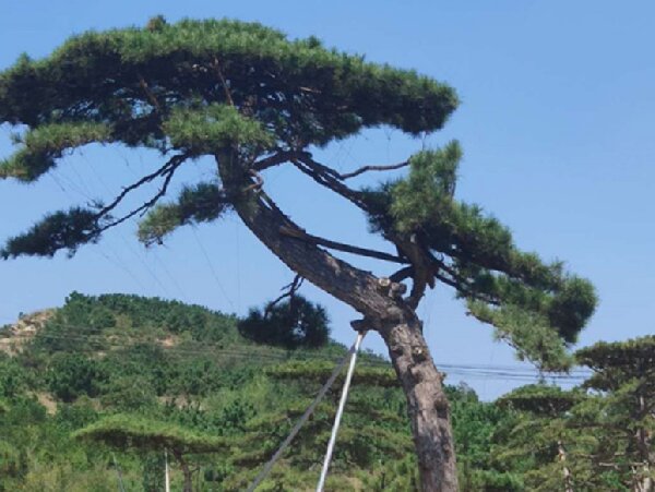 萊蕪造型油松造林選地很重要，撫育管理要記牢！