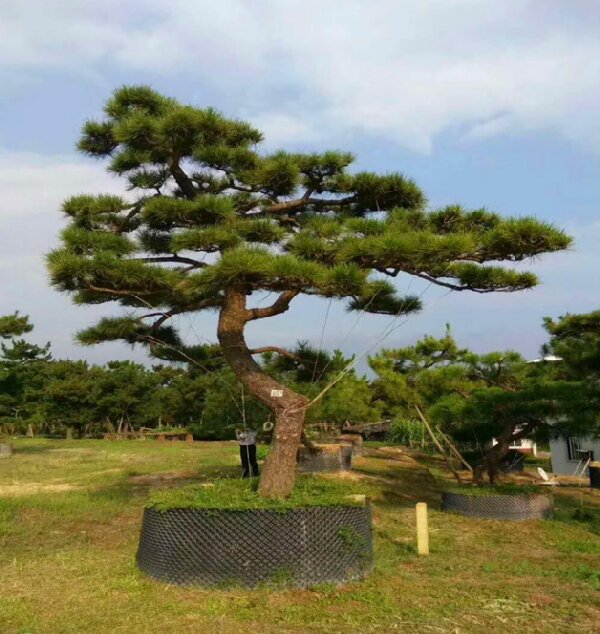 萊蕪造型黑松如何栽植才能生長(zhǎng)良好？